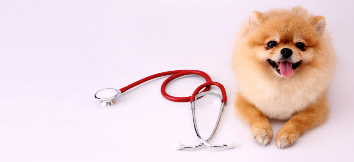 All you need to know about pet(dog)  insurance coverage