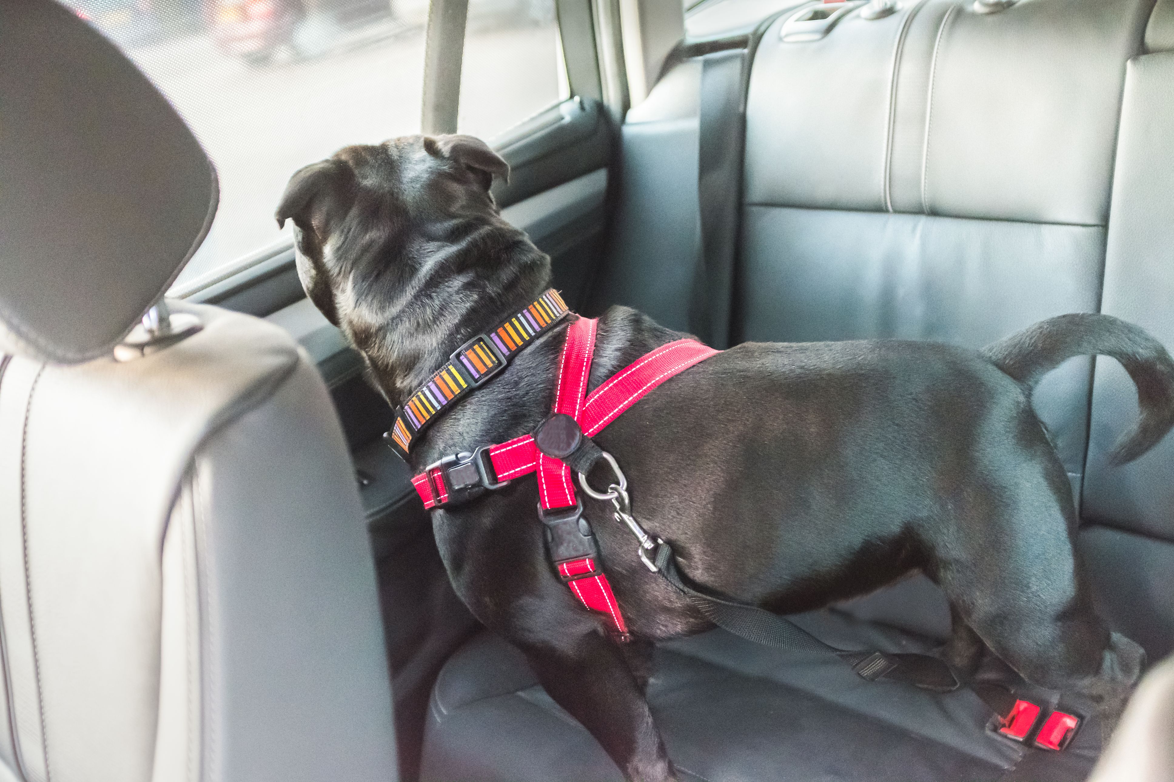 Travelling With Pets - What You Need To Know